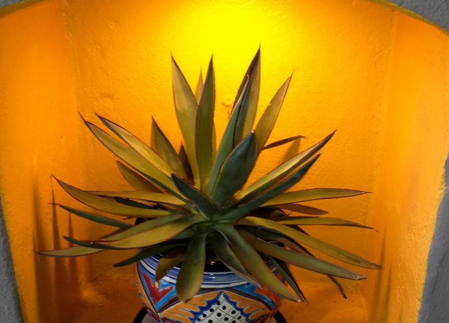 Agave סנטה ברברה