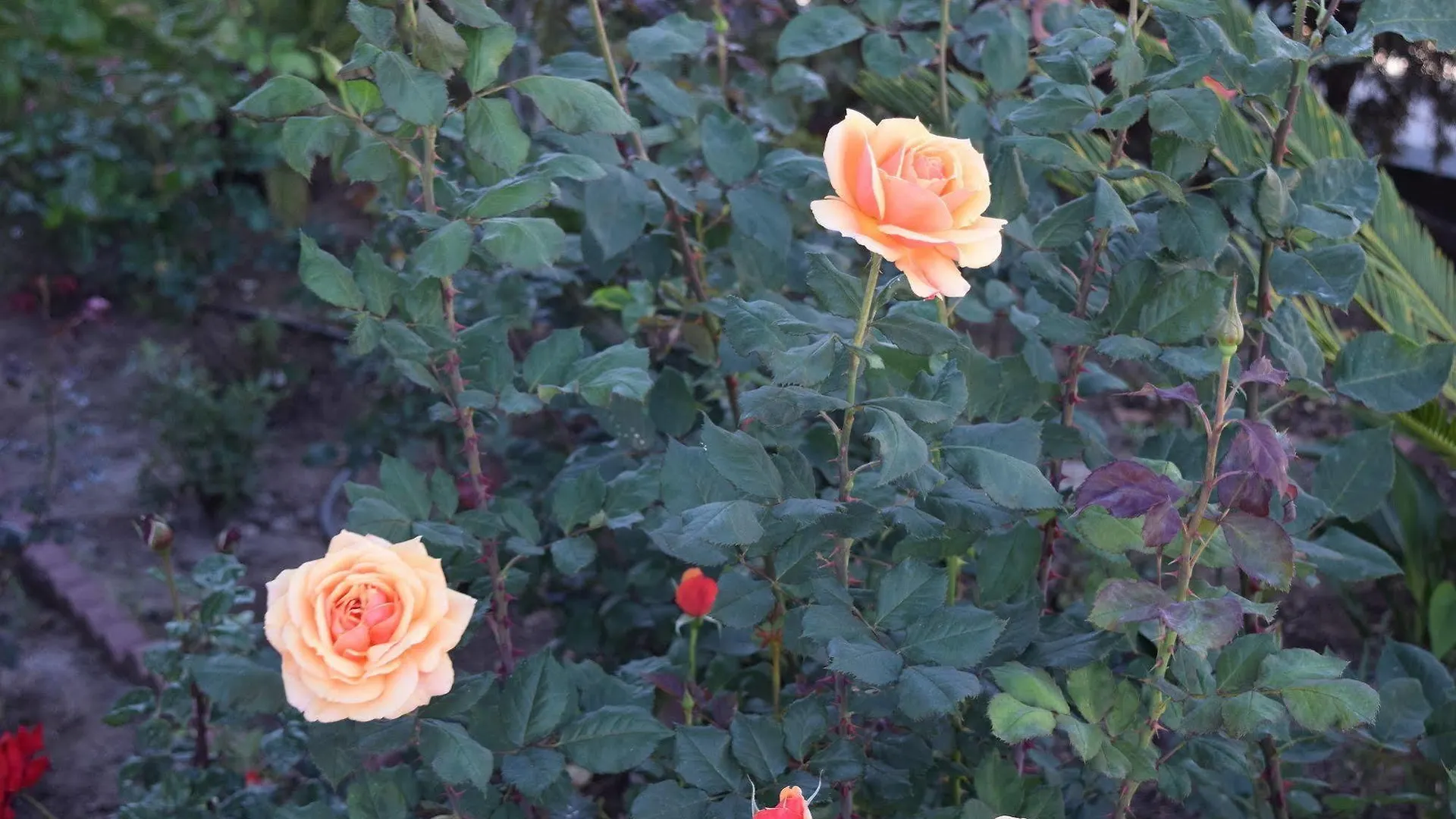 Rose Garden