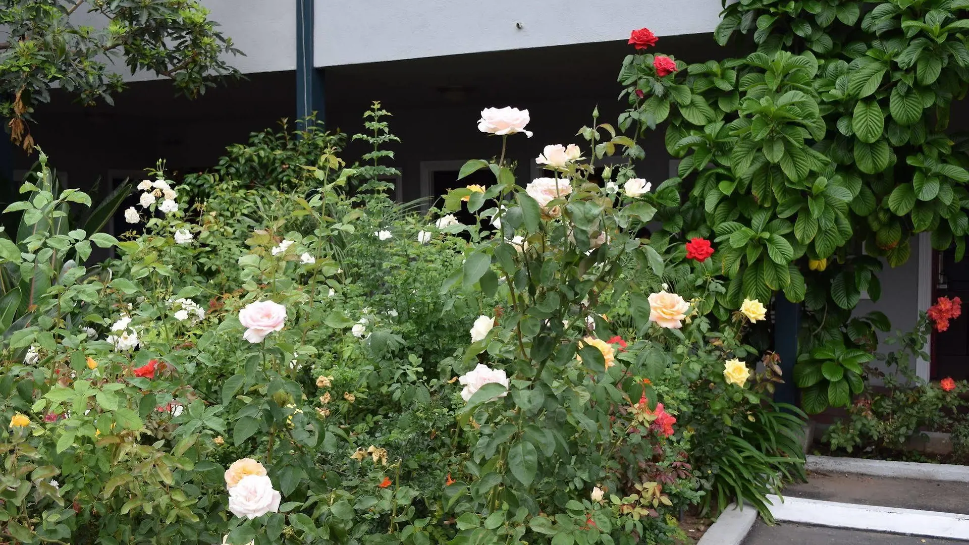 Motel Rose Garden 2*