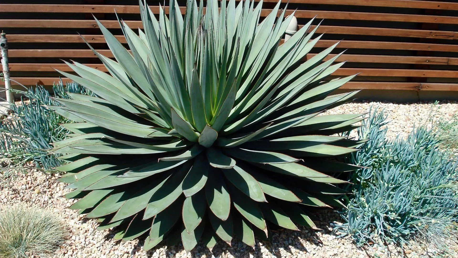 מוטל Agave סנטה ברברה