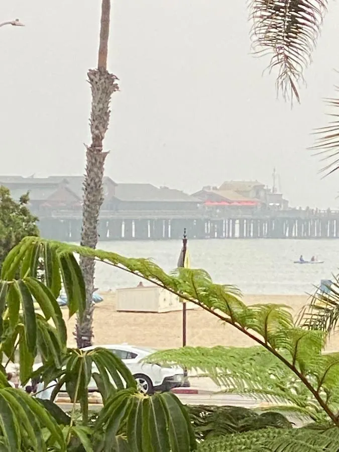 Rosa Santa Barbara